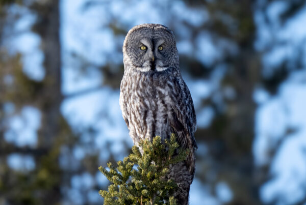 1st Place - Other Wildlife - Craig Iseli - Cloud Wolves of the Kaska Coast - Nanuk Polar Bear Lodge