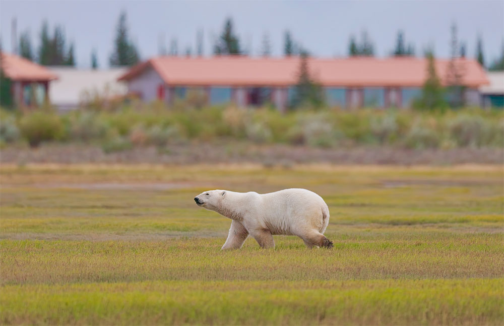 Polar bear strolling in front of Nanuk Polar Bear Lodge. Tomas Koeck photo.