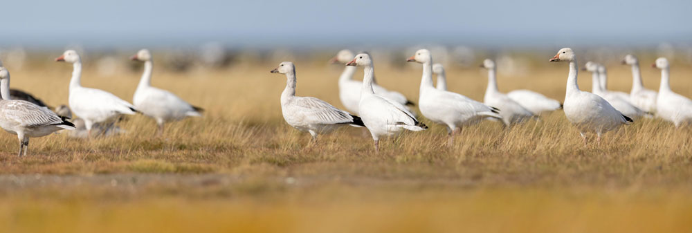 Snow geese at Nanuk Polar Bear Lodge. Tomas Koeck photo