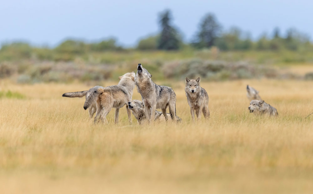 Flyway of Life was a collaborative effort in more ways than one. Tomas Koeck photo.