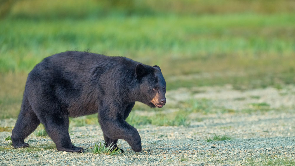 Black bear on the move at Nanuk Polar Bear Lodge. Jad Davenport photo.