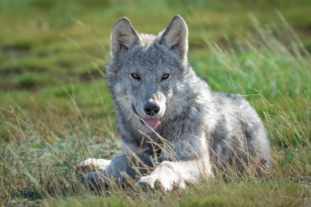 Young wolf relaxing in front of guests at Nanuk. Jad Davenport photo.