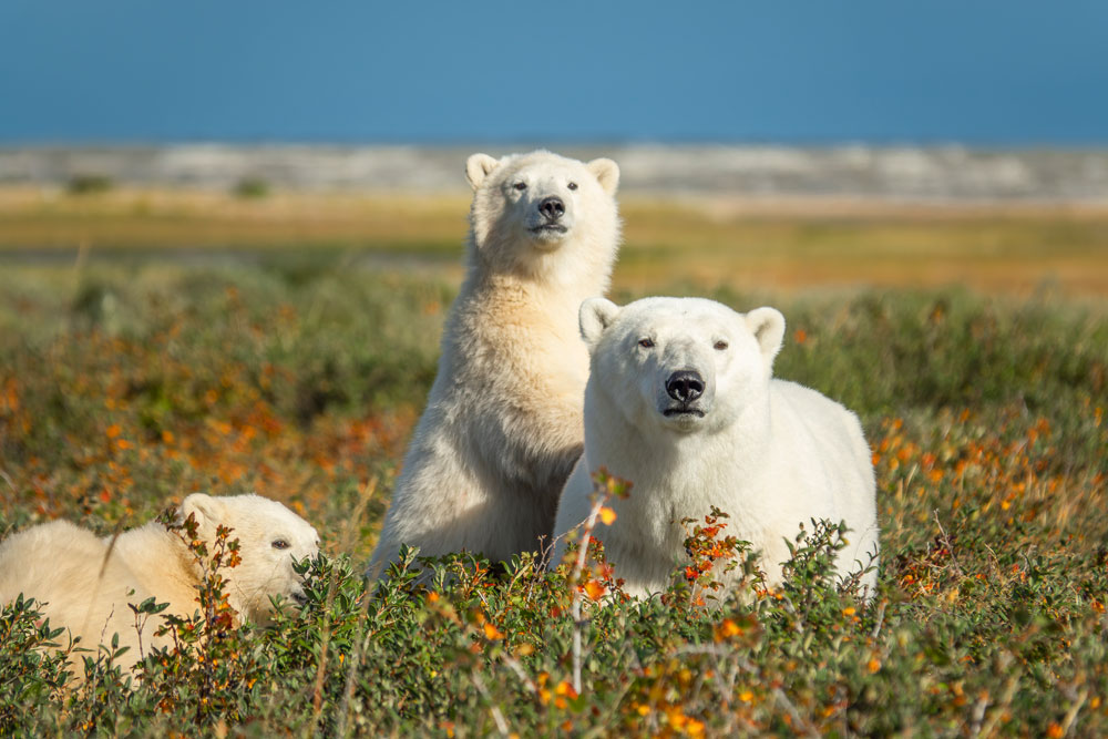 Polar bear family a Nanuk. Jad Davenport photo.