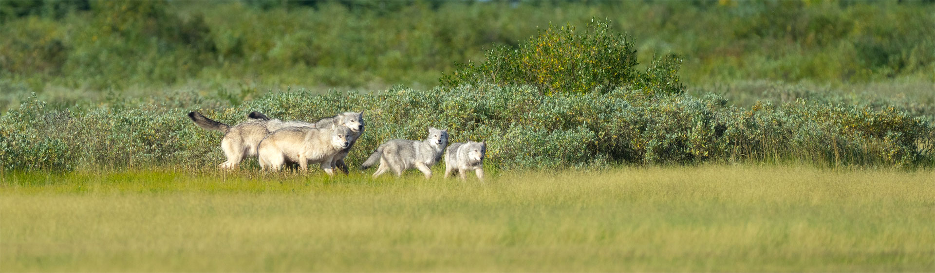 NEW! Summer Cloud Wolves of the Kaska Coast Expedition