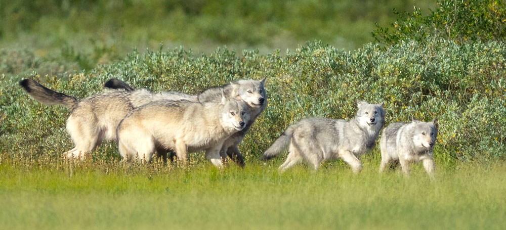 Wolf pack on the move at Nanuk Jad Davenport photo.