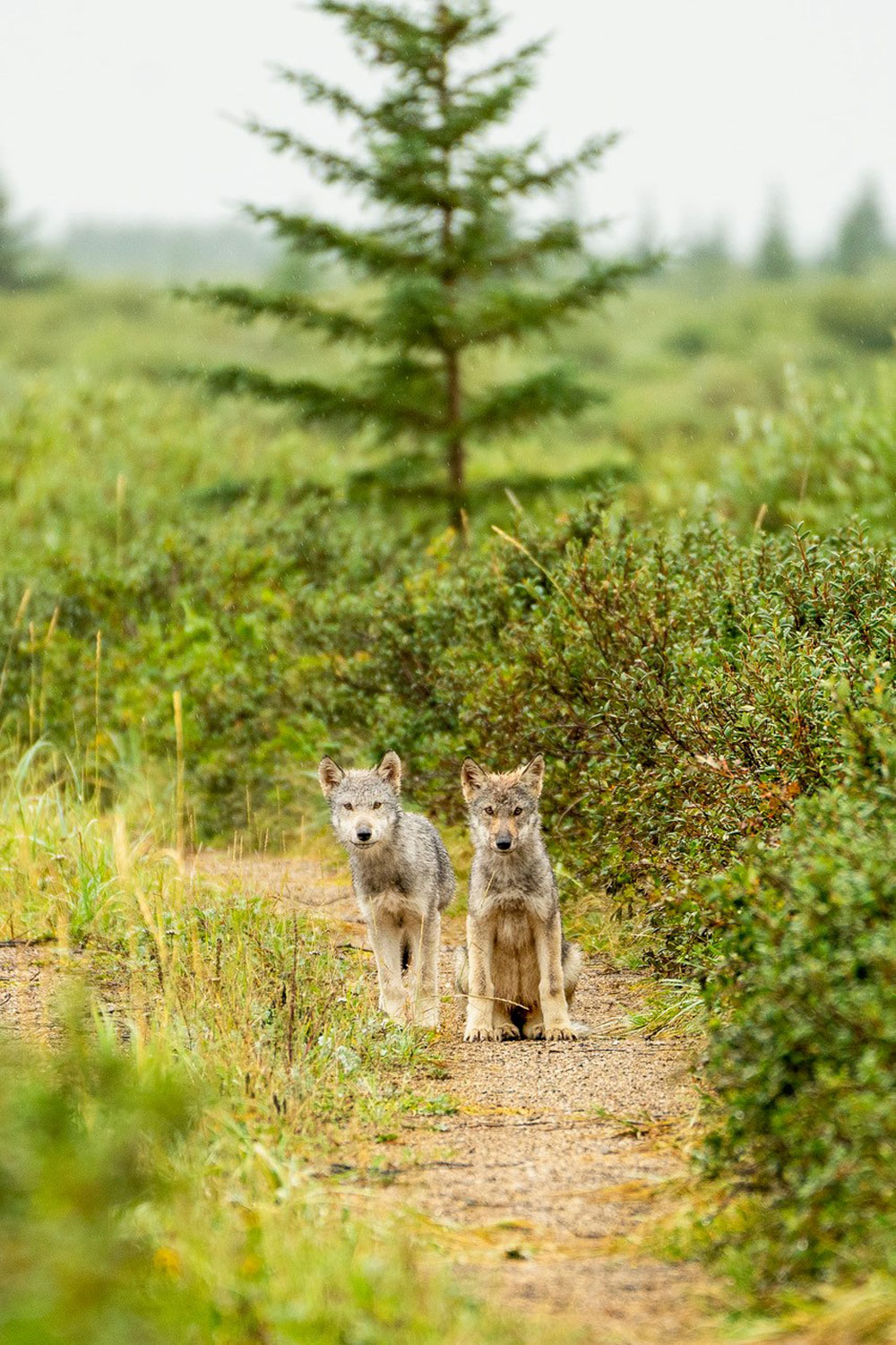 The next generation of wolves at Nanuk. Desiree Rantala / Travel Manitoba photo.