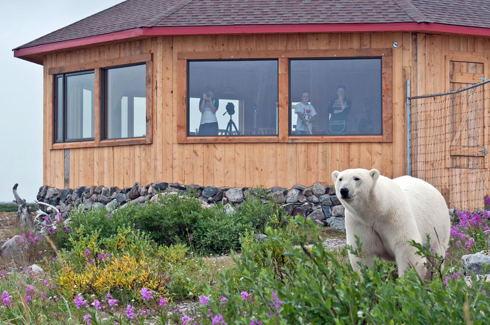 Guests viewing a polar bear from the windows at Seal River Heritage Lodge.