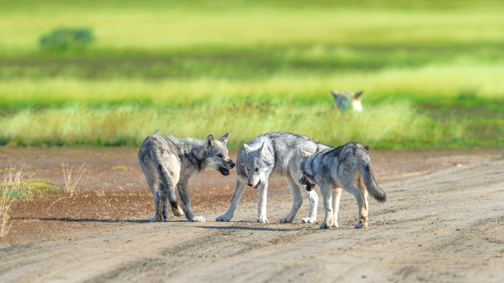 Wolf pack dynamics. Nanuk Polar Bear Lodge. Jad Davenport photo.
