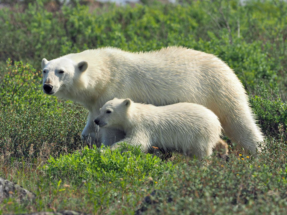 Three-legged polar bear Tripod aka Hercules at Seal River Heritage Lodge with her new cub. Quent Plett photo.