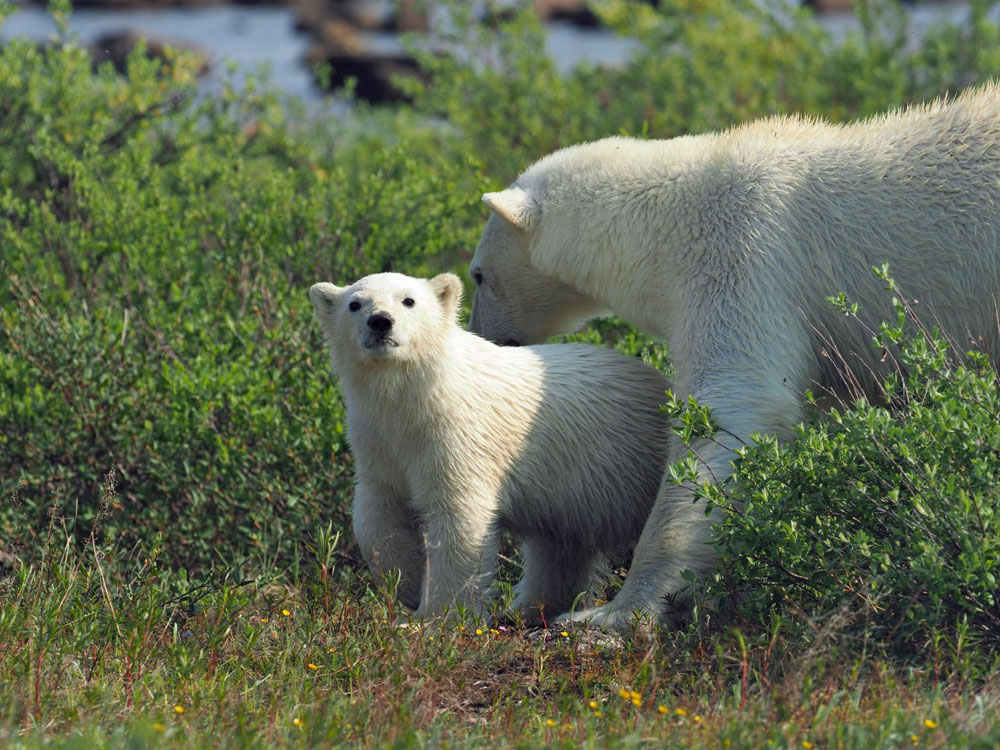 Tripod and her cub at Seal River Heritage Lodge in late June 2025. Quent Plett photo.