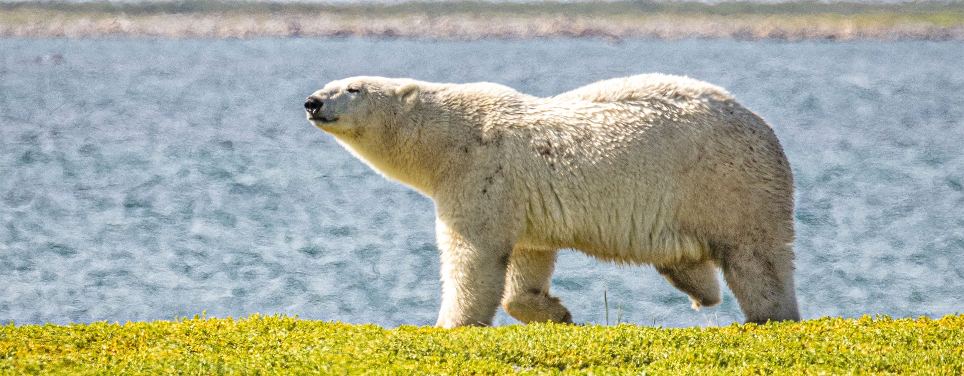 Tripod, Three-Legged Polar Bear, shows up at Seal River Heritage Lodge. With her new cub!