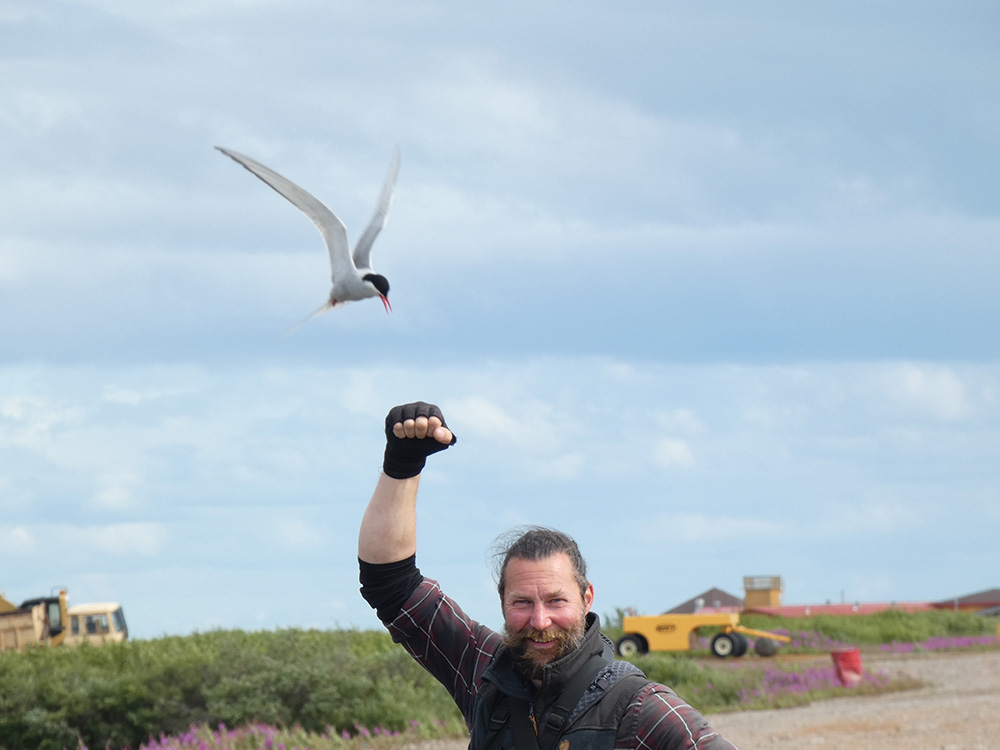 Churchill Wild guide holding out his arm with Arctic tern flying close by. 
