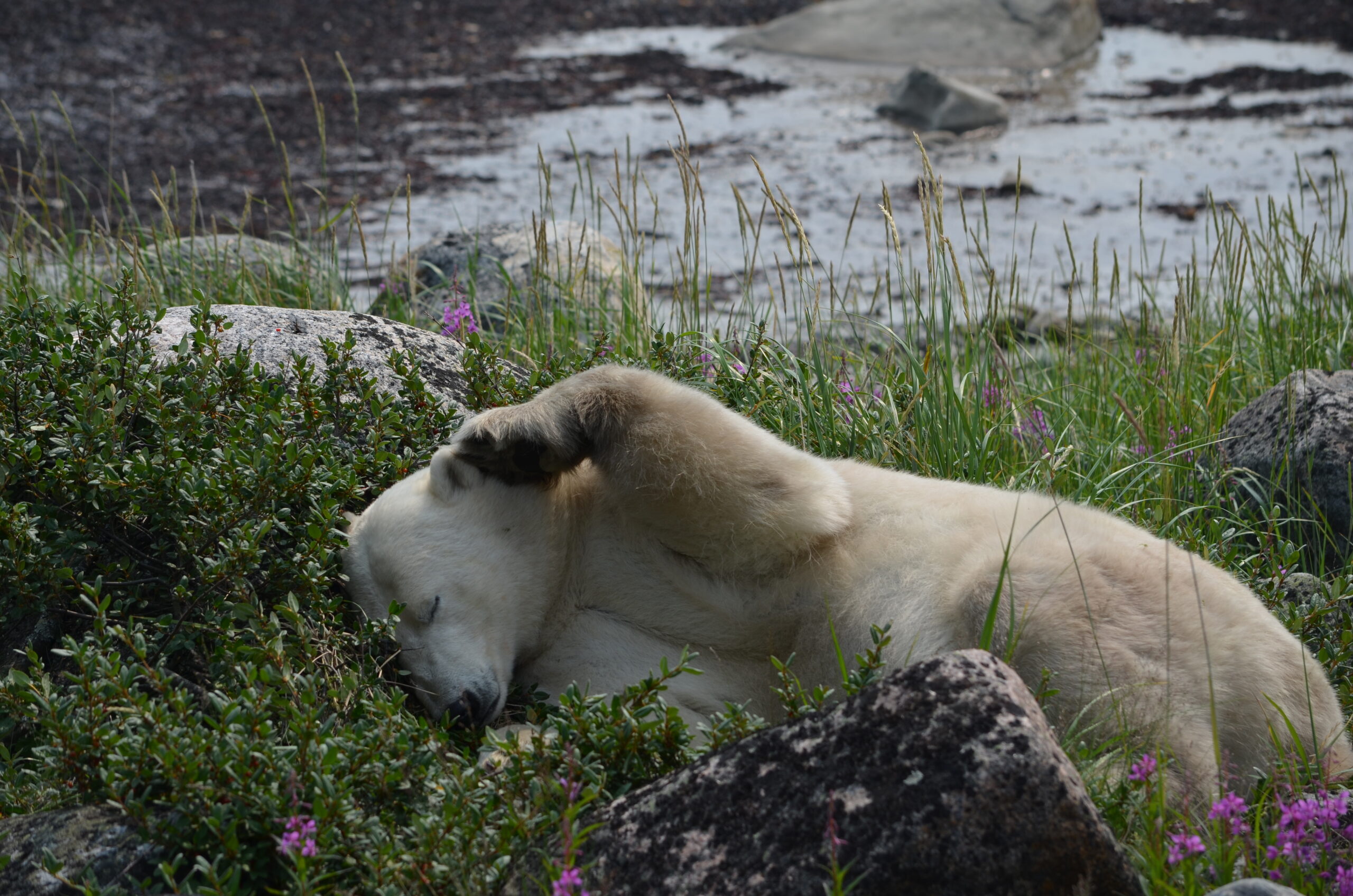 polar bear itching his ear