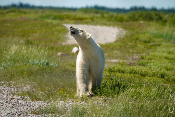 polar bear with nose in the air