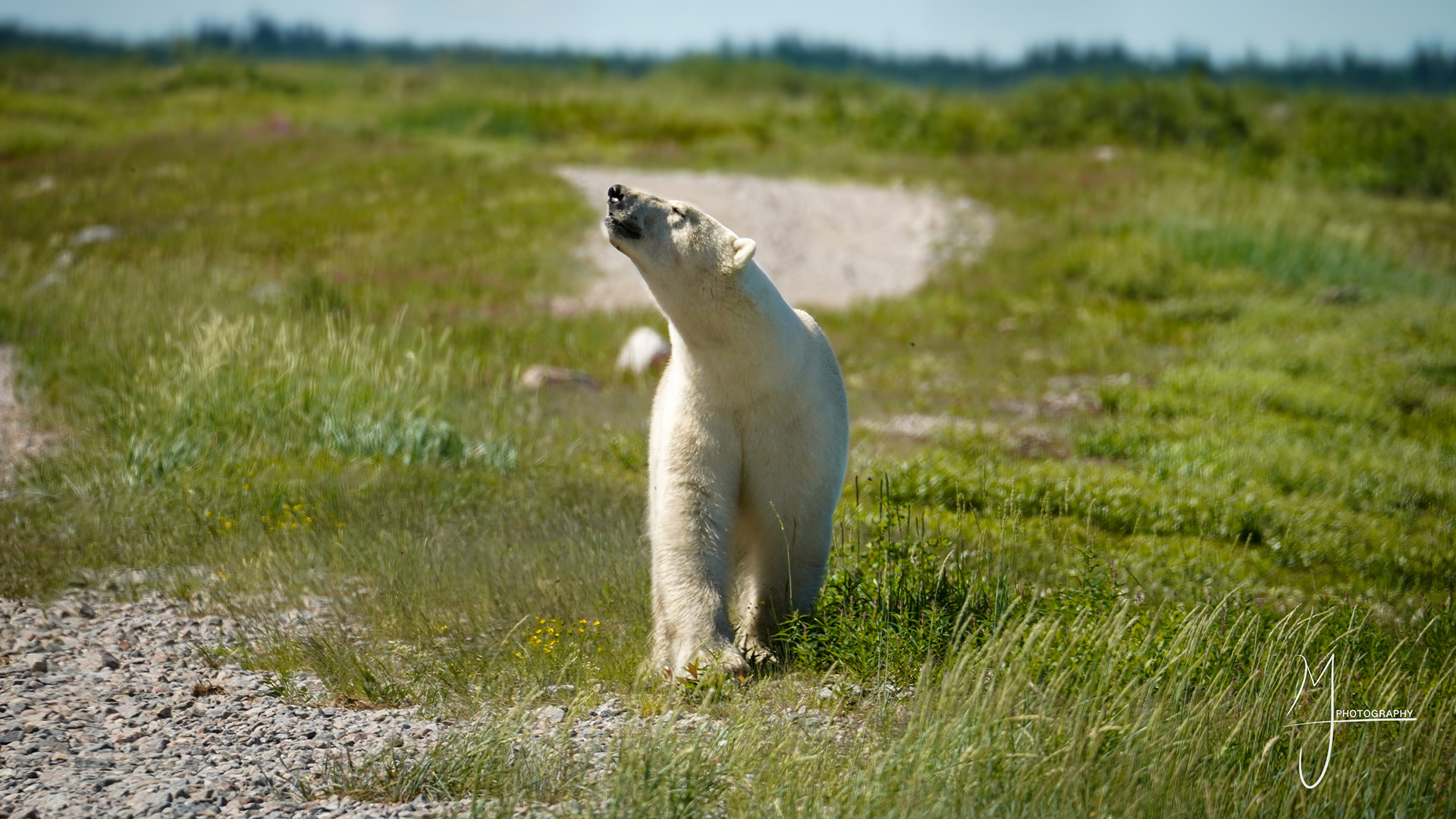 Sparring Polar Bears and Purple Fireweed: Early Season Magic at Seal River