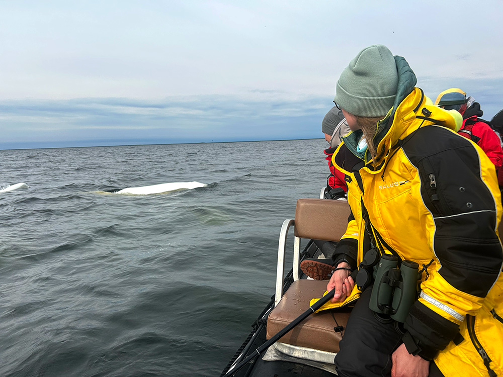 Guests viewing beluga whales at Seal River Heritage Lodge. Shayna Plett photo.