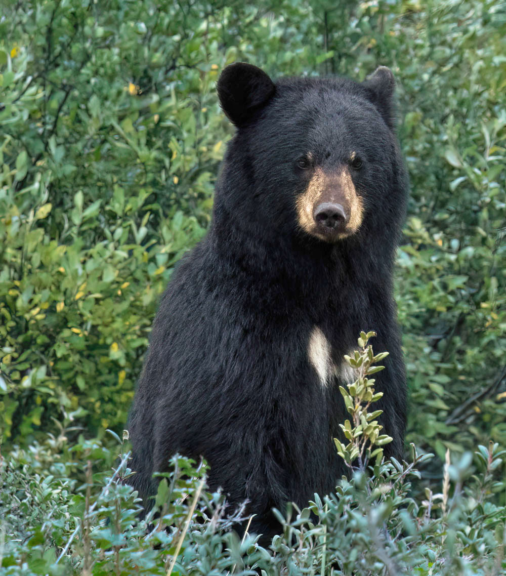 Young black bear at Nanuk. David McEldowney photo.