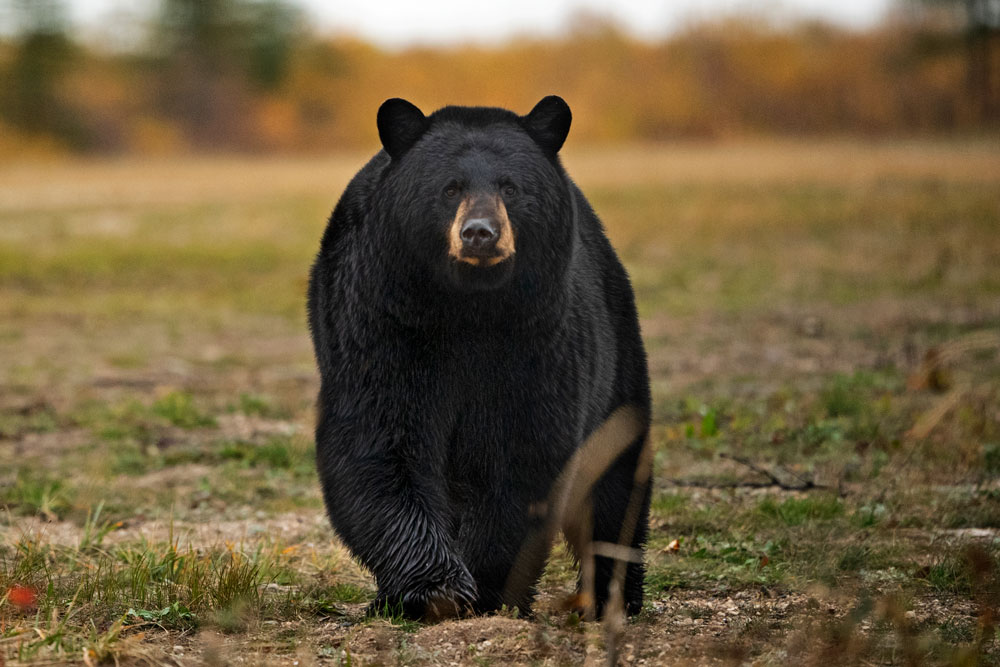 Black bear walking towards guests at Nanuk Polar Bear Lodge. Anjali Singh photo.