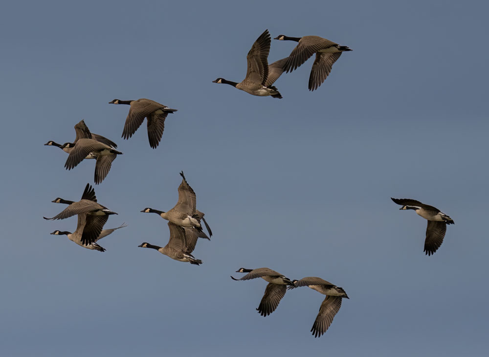 Canada geese over Nanuk. David McEldowney photo.