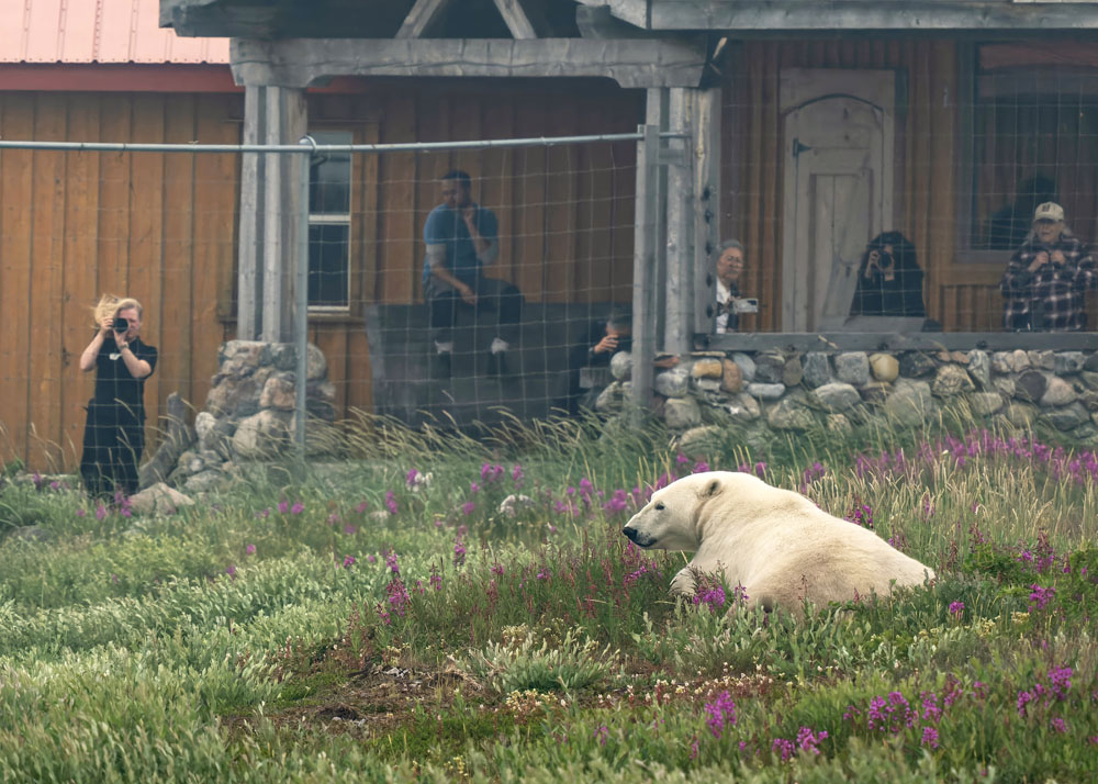 Photographing a polar bear outside Seal River Heritage Lodge. Brian Scott photo.