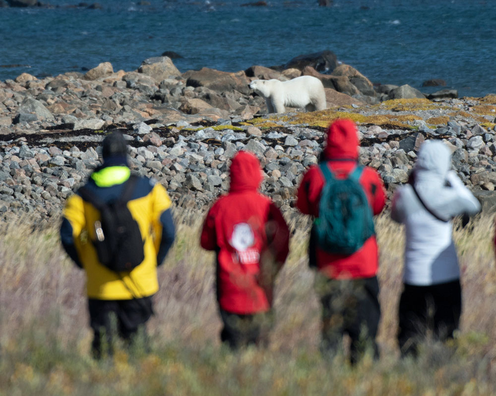 Guests photographing a polar bear at ground level. Seal River Heritage Lodge. Jad Davenport photo.