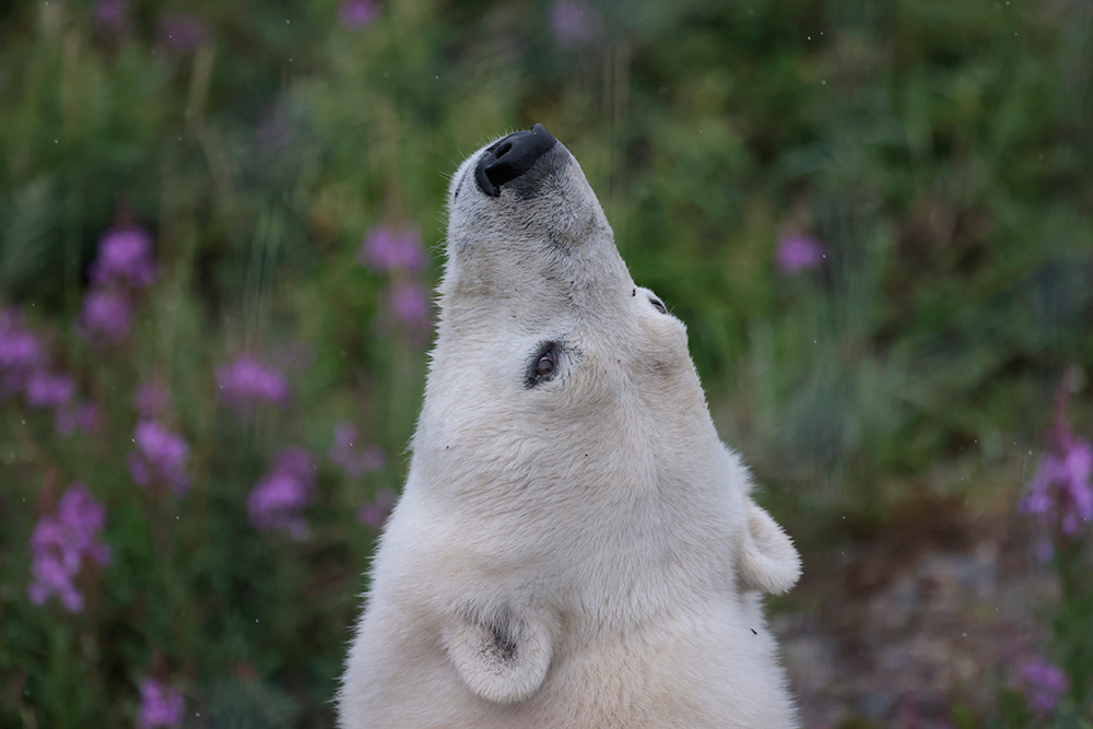 Polar bear with nose in the air at Seal River Heritage Lodge. Beno Budgor photo.