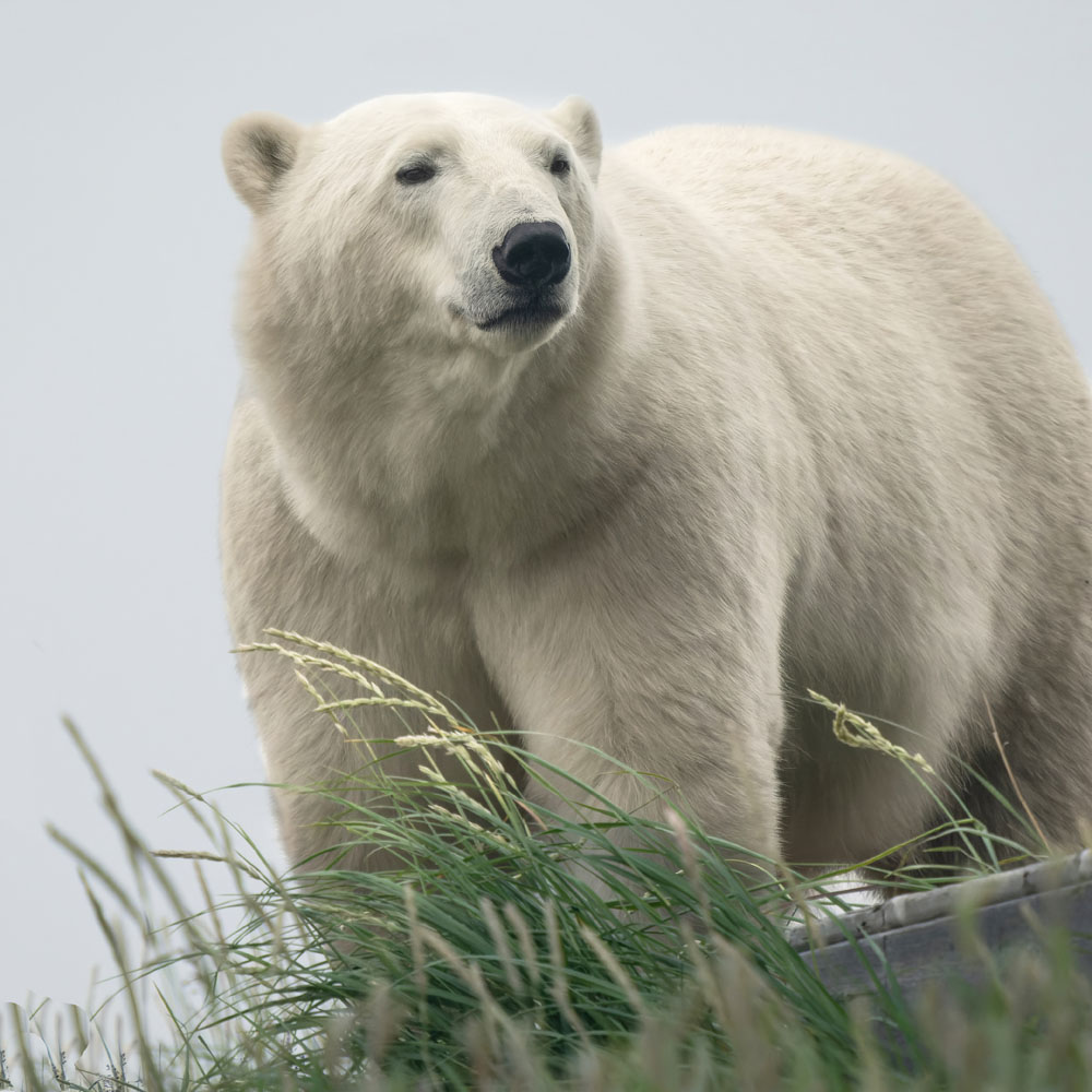 Polar bear close up. Brian Scott photo.