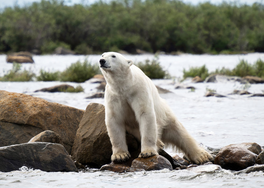 Polar bear poised, waiting for beluga whales to swim by. Brian Scott photo.