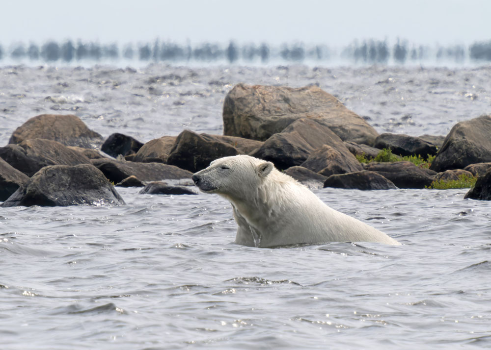 Polar bear hunting beluga whales. Kellie Scott photo.