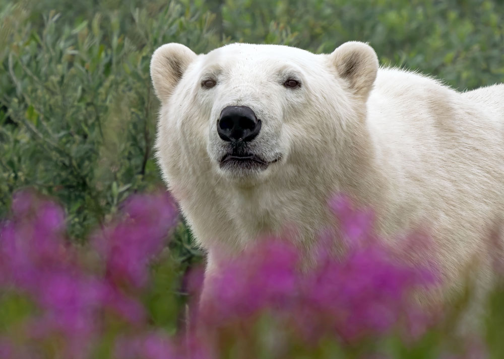 Close encounter with a polar bear. Seal River Heritage Lodge. Brian Scott photo.