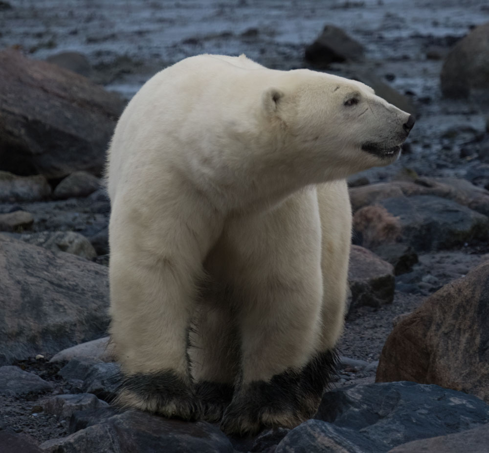 Twilight polar bear. Seal River Heritage Lodge. David McEldowney photo.