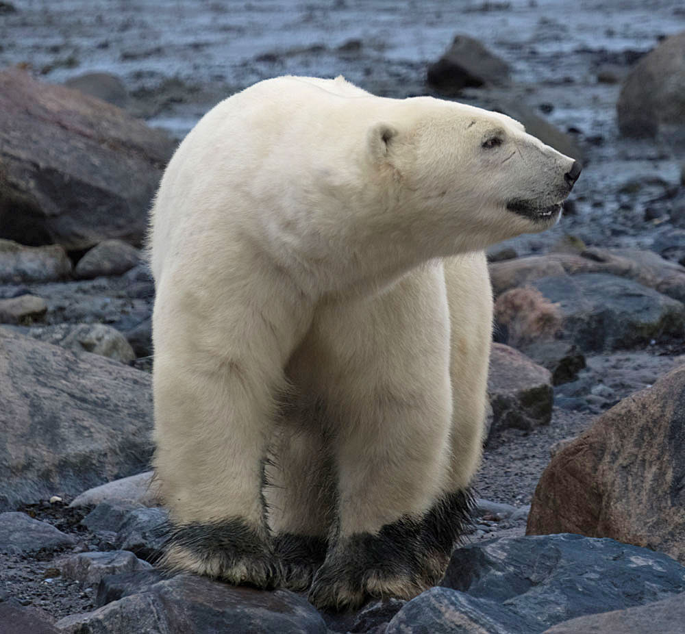 Twilight polar bear. Seal River Heritage Lodge. David McEldowney photo.