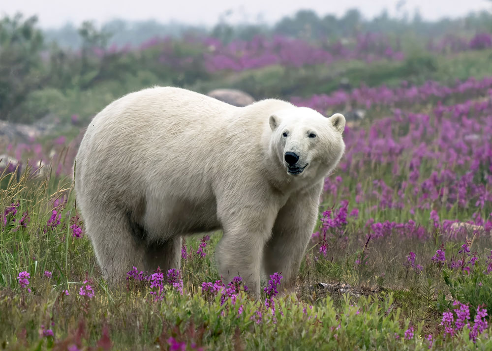 Polar bear posing in the fireweed. Brian Scott photo.