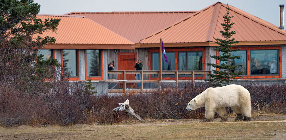 Polar bear strolling past Nanuk Polar Bear Lodge. Robert Postma photo.