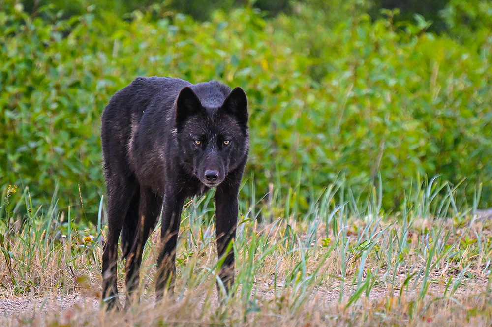 Black wolf with searing look at Nanuk Polar Bear Lodge.