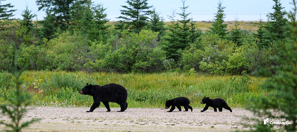Black bear mom with her two cubs walking on the runway at Nanuk Polar Bear Lodge. Priscilla Downey photo.