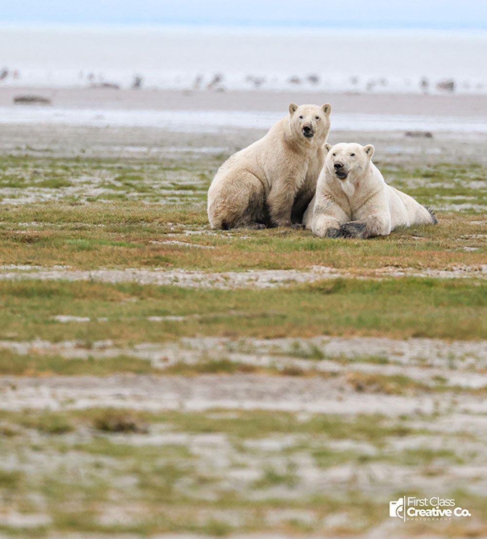 “Standing just metres from a polar bear is exhilarating, humbling, and deeply moving, all at once.” ~ Priscilla Downey photo.
