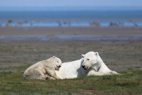 polar bear mom and cub