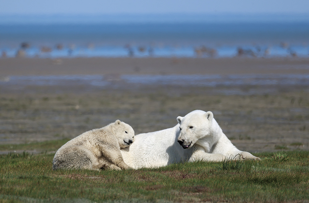 Polar bear cub relaxing on mom at Nanuk Polar Bear Lodge. Priscilla Downey photo.