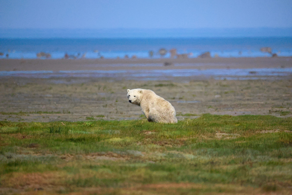 Young polar cub watching us from grass flats on the coast at Nanuk Polar Bear Lodge. He looks like he's going to miss us. Priscilla Downey photo.