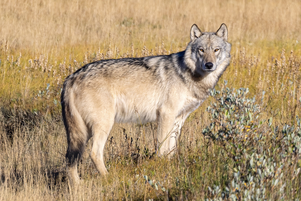 Wolf at Nanuk Polar Bear Lodge. Eric Wichems photo.