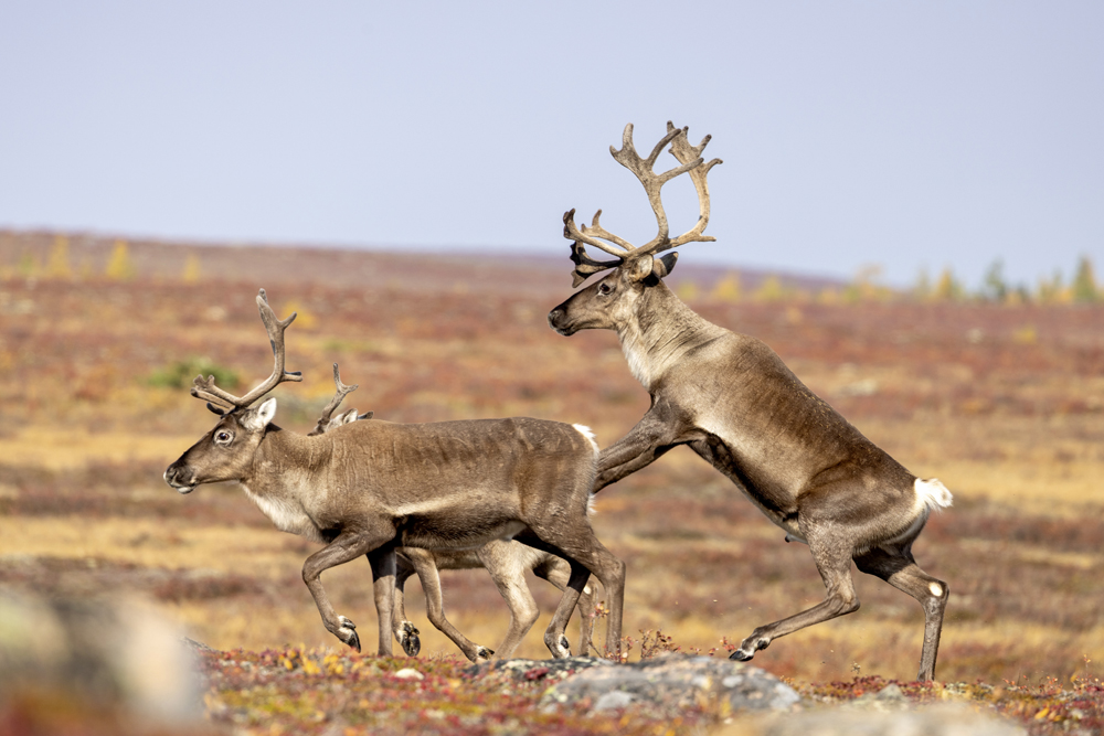 Caribou at Schmok Lake. Eric Wichems photo.