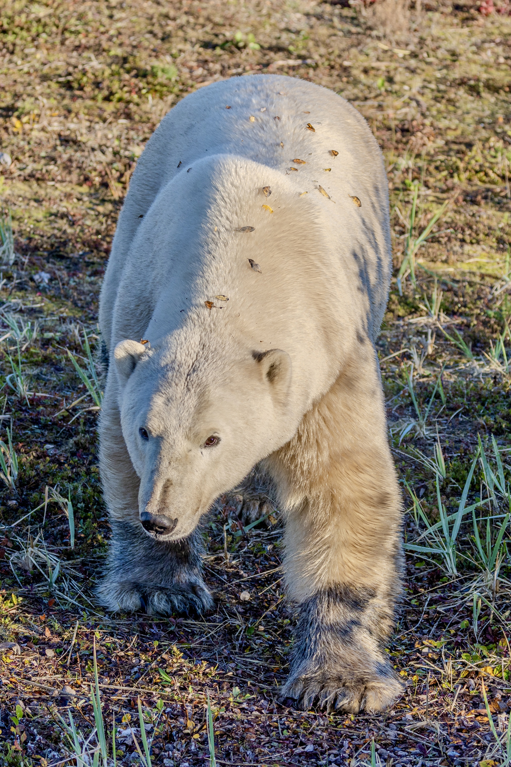 Big male polar bear at Nanuk Polar Bear Lodge. Eric Wichems photo.