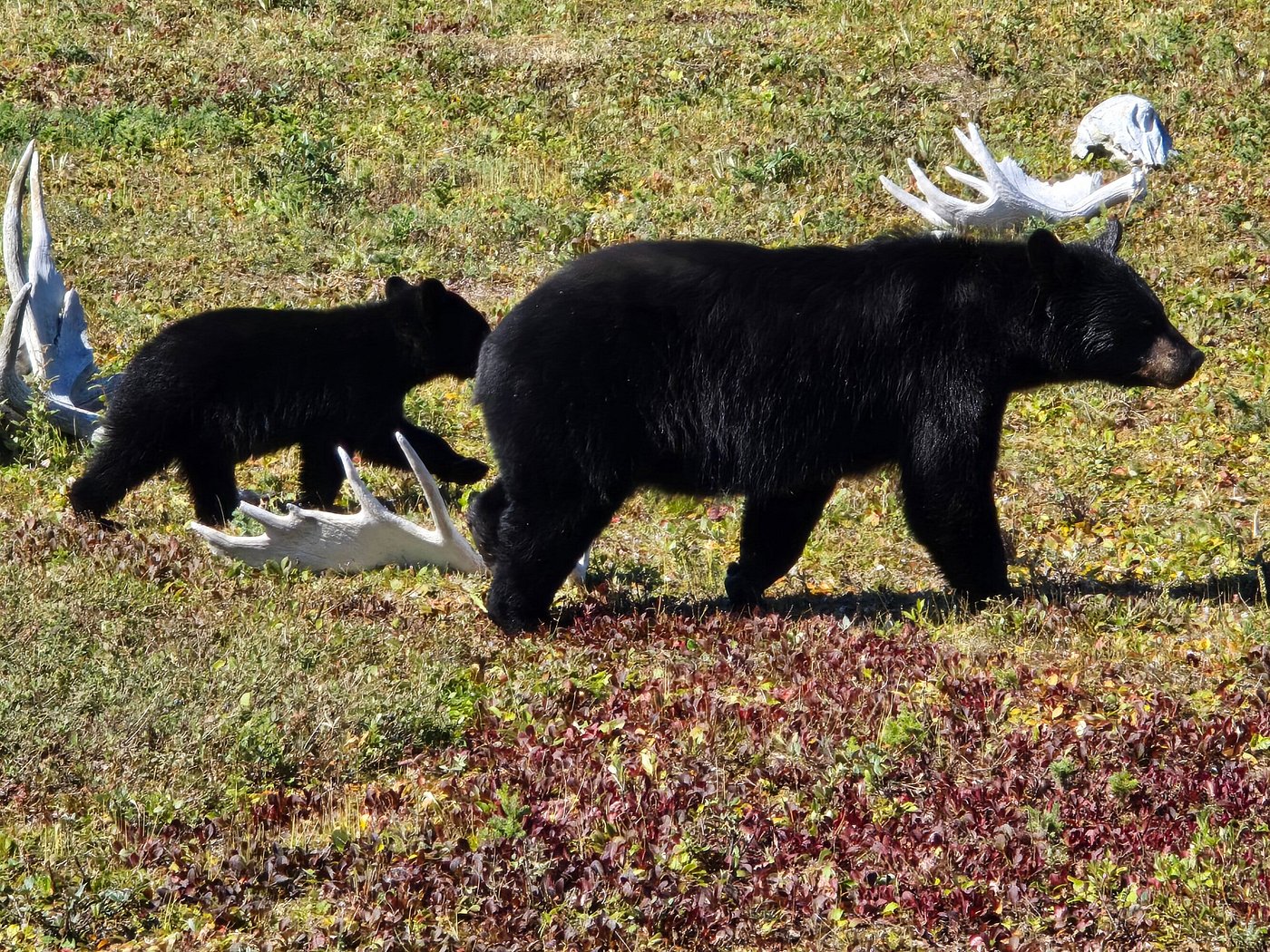 Black bear mom and cub at Nanuk Polar Bear Lodge. Olivia B photo. Click image for associated review.