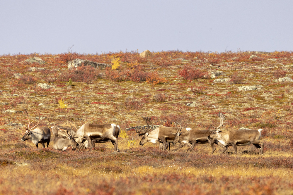 Caribou on the Arctic Safari at Schmok Lake. Eric Wichems photo.