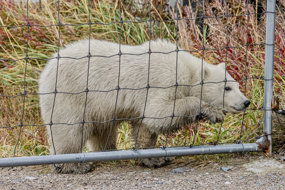 Curious polar bear cub at the fence. Seal River Heritage Lodge. Eric Wichems photo.
