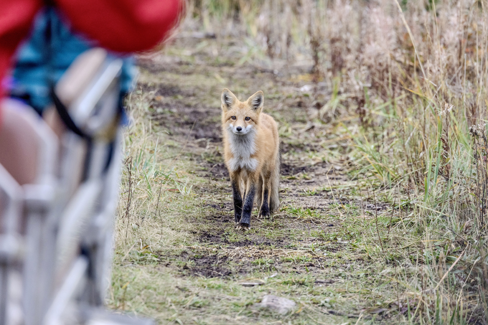 Curious red fox approaches guests at Nanuk Polar Bear Lodge. Eric Wichems photo.