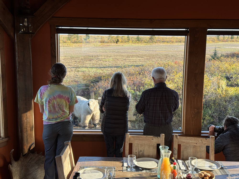 Guests observing a polar bear from the dining room at Nanuk Polar Bear Lodge. Eric Wichems photo.