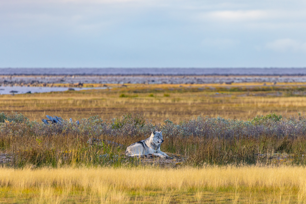 Lone wolf relaxing on the coast at Nanuk Polar Bear Lodge. Eric Wichems photo.
