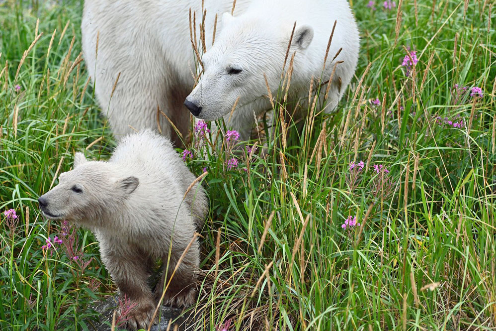 Mom and cub at Seal River Heritage Lodge. Brian M photo. Click image for associated review.
